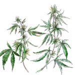 Hand-painted watercolor botanical illustration of two cannabis plants with branching stems, fan leaves, and small buds on a white background.